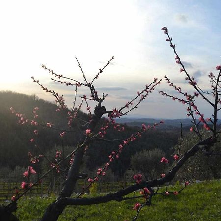 Agriturismo San Silvestro San Donato in Poggio Exterior foto