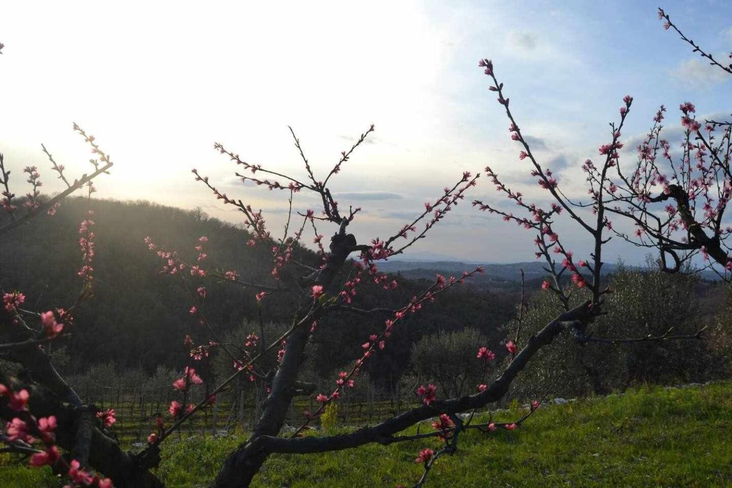 Agriturismo San Silvestro San Donato in Poggio Exterior foto